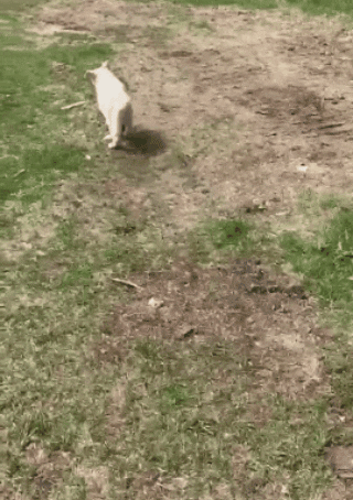 Lahksilyuh giphygifmaker giphygifmakermobile GIF