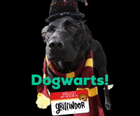 Harry Potter Dog GIF by Camp Tails