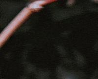 Meme Reaction GIF