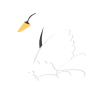 White Swan Sticker