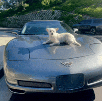 Dog Pip GIF