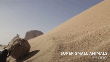 Bbc One Creature GIF by BBC