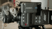 lensprotogo  GIF