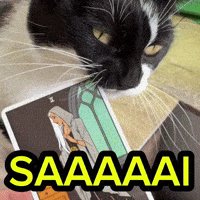Gatos Tarot GIF