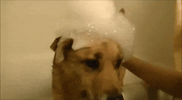 Bath-Loving Dog Keeps Getting Herself Dirty