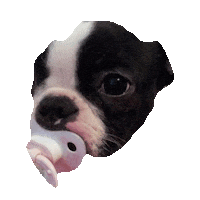 boston terrior STICKER by imoji