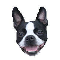 boston terrior STICKER by imoji