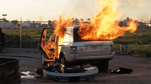 Animal Kingdom Tnt GIF