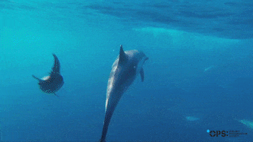 OPSociety shark dolphin sharks ocean conservation GIF