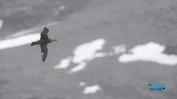 BlueMarineF ocean marine conservation ocean conservation GIF