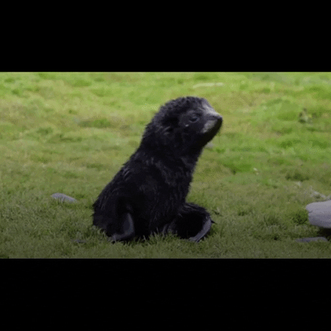 BlueMarineF ocean marine conservation ocean conservation GIF