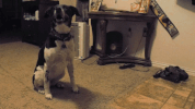 dog GIF
