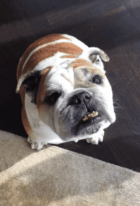 Good Girl Dog GIF by Kimmy Ramone