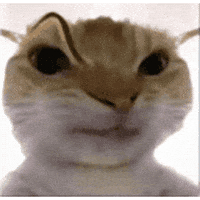 Cat Orange GIF
