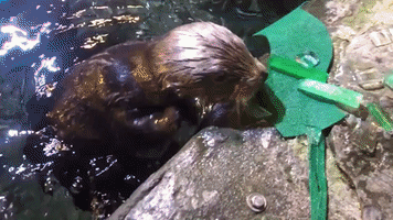 Otters Enjoy Easter Enrichment at Audubon Nature Institute in New Orleans