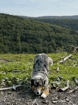 sheppiehalsband giphyupload dog jumping aussie GIF