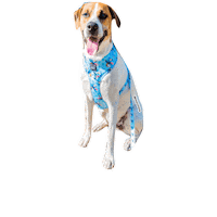 tstarch blue dogs bounce sassy Sticker