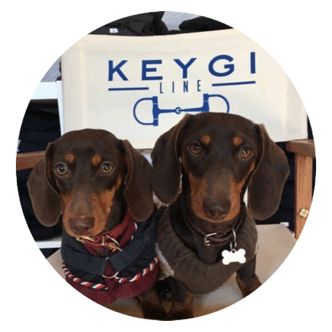 KEYGILINE giphyupload dog horse horses Sticker