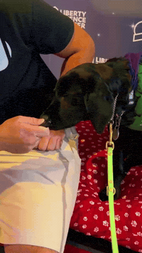 Talking Dog GIF by HudPost