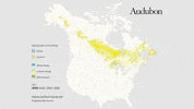 yellow-bellied flycatcher GIF by audubon