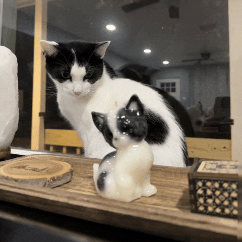 Cat GIF