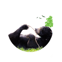 bear forest Sticker by RER