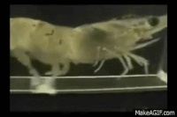 Shrimp Seafood GIF