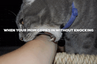 cat meme GIF
