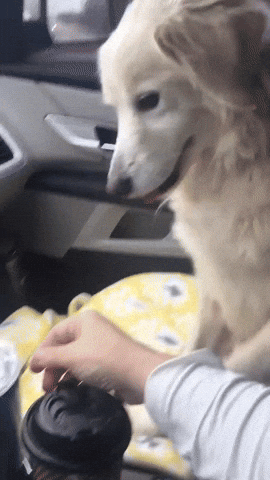 cuteanimalland giphyupload GIF