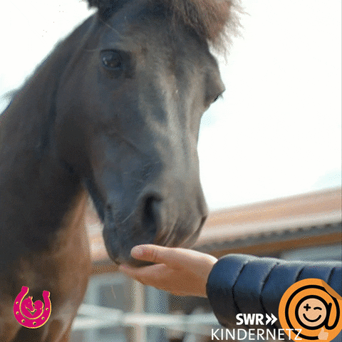 Instagram Horse GIF by SWR Kindernetz