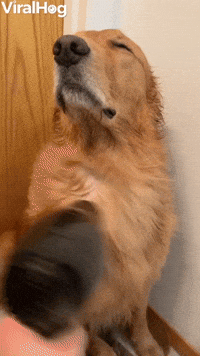 Pup Basks In Blow Dryer