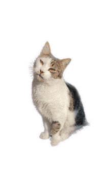 Cat Sticker Sticker