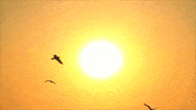 Lempo dance beach vibes sunset GIF
