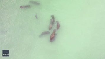 Serene Aerial Video Shows Manatees and Dolphins Swimming Together in Gulf of Mexico