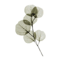 tinapoedinkova осень весна цветок листья Sticker