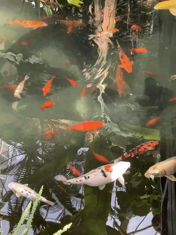 AlicelaMalice fish poesie alicehubert japanesefish GIF