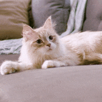 hillspetnutrition cat what shock kitty GIF