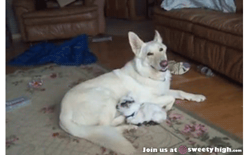 dog resting GIF