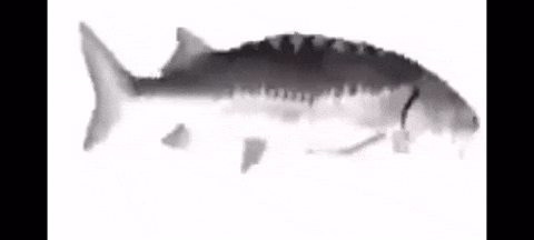 Spinning Fish GIF