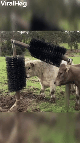 Cute Cows Seriously Love New Scratching Posts