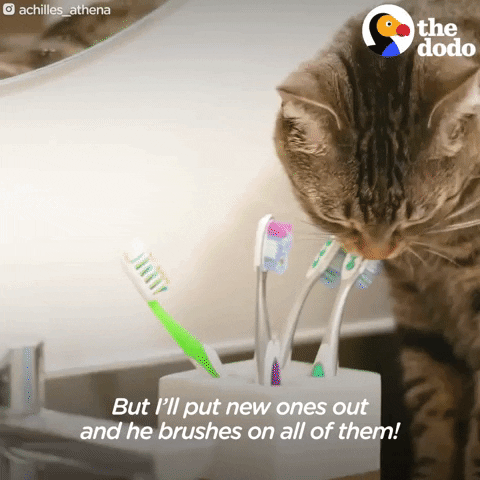 Cat GIF by The Dodo