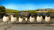 irish GIF by Shaun the Sheep