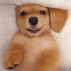 puppy GIF