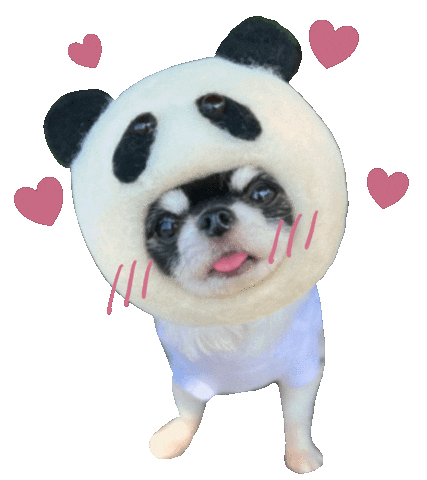 Dog Chihuahua Sticker