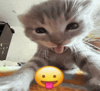 Cat Kitty GIF