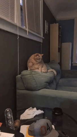 Fat Cat 'The Baron' Wakes Up From His Nap