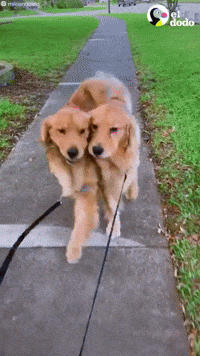 Spanish Dog GIF by El Dodo