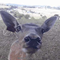 Aww Deer GIF by Wondeerful farm