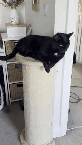 Monty miaow miaow miaow