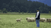 big body bes sheep GIF by F*CK, THAT'S DELICIOUS